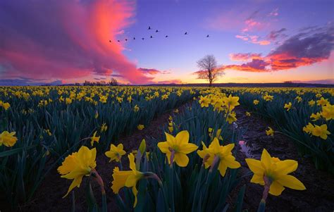 Field Of Yellow Daffodils With Birds Flying Over