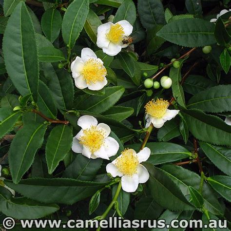 Camellia Sinensis Plant Grow Your Own Tea Leaves Tea Plant Plants
