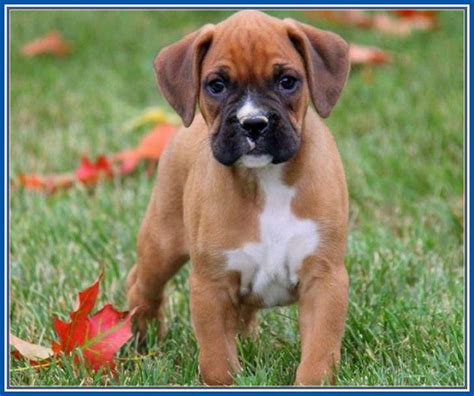 Cool Toy Miniature Boxer Puppies Boxer Puppies Puppies Greenfield