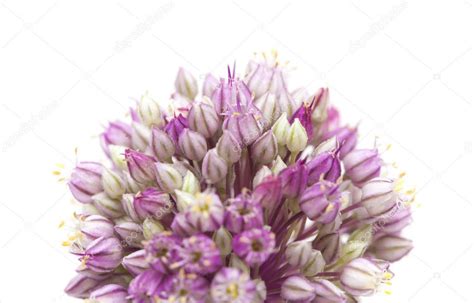 Allium ampeloprasum isolated - Stock Photo , #Ad, #ampeloprasum, #Allium, #isolated, #Photo #AD ...