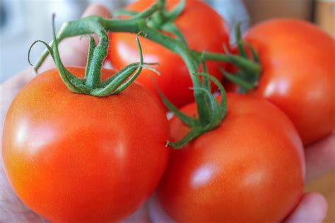 How To Buy And Store Fresh Tomatoes Kqed