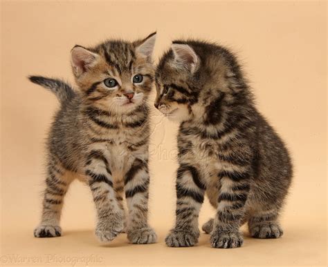 Two Cute Tabby Kittens On Beige Background Photo Wp36119