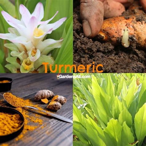 How To Grow Turmeric In Pots Or In The Ground Gardensall