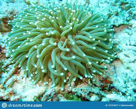 The Photo Of The Sea Anemone The Sea Plant Has Lots Of Tentacles Of