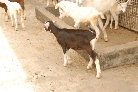 Photos Of Goats In Barbados 16 Media Resource Department Flickr