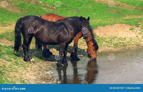 Horses Drink Water In The Lake Stock Image Image Of Water Wings