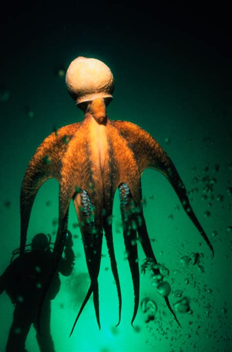 Biggest Octopus In The World
