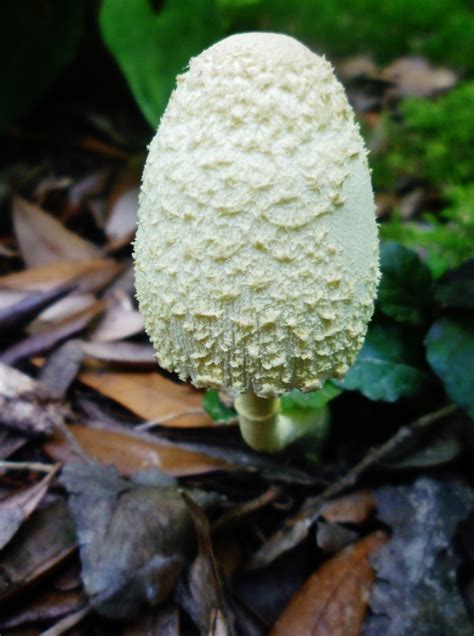 Big White Mushrooms Growing In My Yard - All Mushroom Info