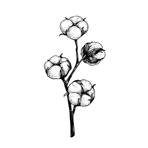 Premium Vector Cotton Flower Branch With Fluffy Buds Hand Drawn