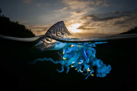 The Most Dangerous Jellyfish In The World Has Been Spotted At Several