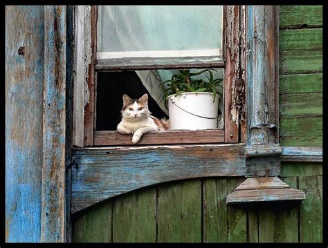 Kitty In A Window Kittens Cutest Cats And Kittens Animals And Pets
