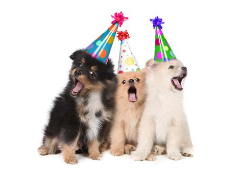 Puppies Singing Happy Birthday Wearing Party Hats Photograph By Katrina
