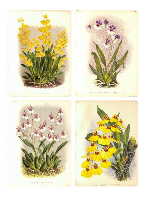 1890 Orchids Botanical Prints Lindenia, Matted - Set of 4 in 2021 | Botanical prints, Prints ...