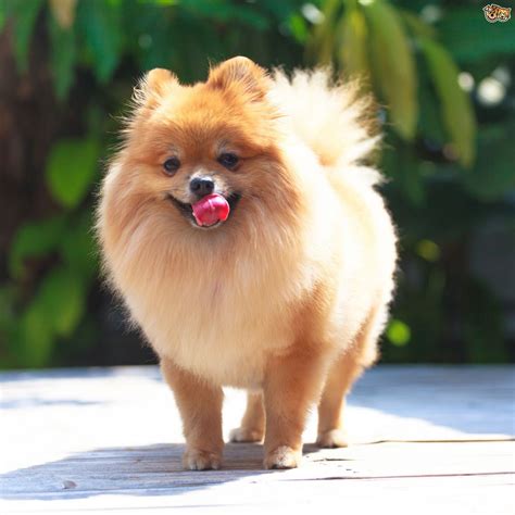 Health Longevity And Care Of The Pomeranian Dog Pets4homes