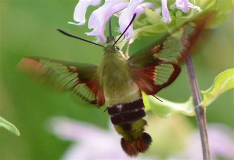 Hummingbird Clearwing Whats That Bug