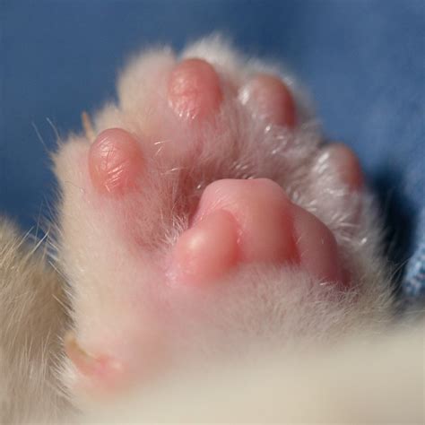 Cats Paw This Paw Belongs To A Month Old Burmese Kitten W Flickr