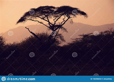 Acacia Tree Silhouette In African Sunset Stock Photo