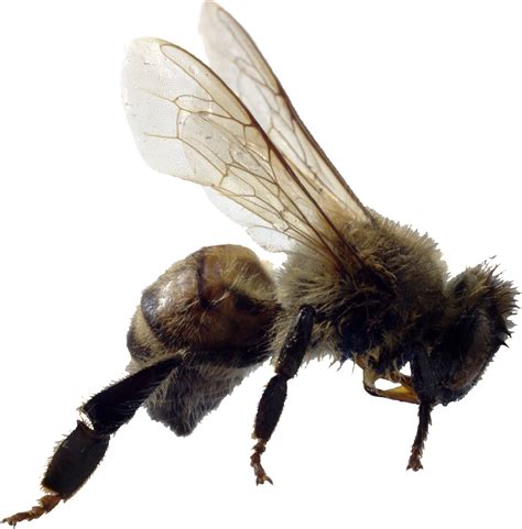 Пчела Png фото