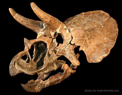 Triceratops Facts About The Three Horned Dinosaur Live Science