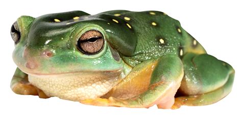 Frog Png Transparent Image Download Size 1900x952px