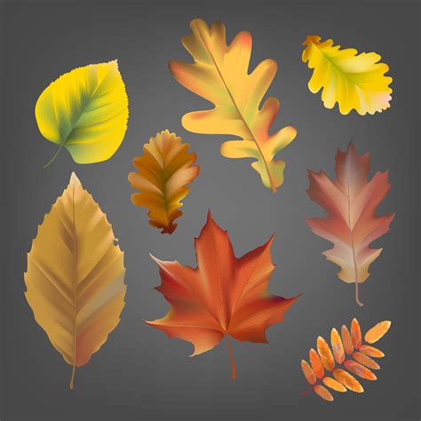 Collection Of Autumn Leaves Vector Download Free Vectors Clipart