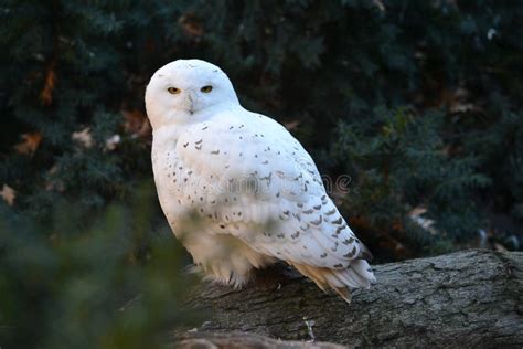 Snowy Owl Stock Image Image Of Rare Bird Wild Snowy 67992203