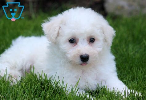 29 Buy A Bichon Frise Puppy Image Bleumoonproductions