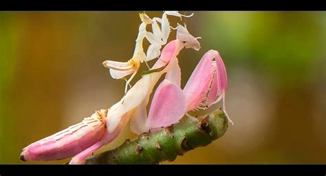 5 Praying Mantis Facts To Learn More About Praying Mantis