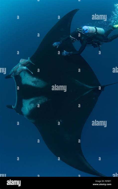 Underwater View Of Diver Touching Giant Pacific Manta Ray