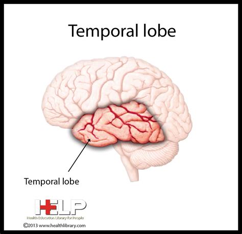 Temporal Lobe Lobes Brain Diagram Brain Models