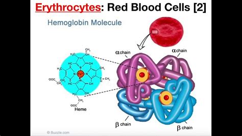 Red Blood Cell Diagram
