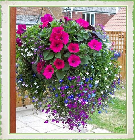 Hanging Flowers 70 Hanging Flower Planter Ideas Photos And Top 10 Tabbers Unchip47