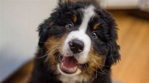 Funny Bernese Mountain Dog Puppy Compilation Bernese Mountain Dog