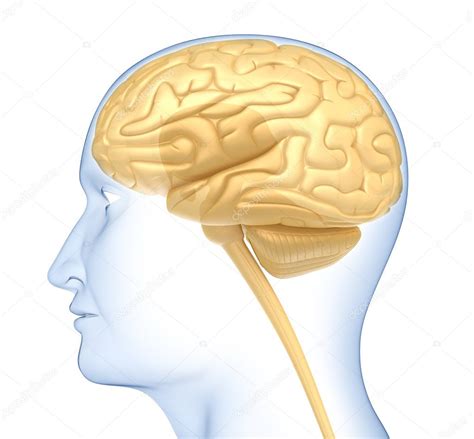 Human Brain In The Head Side View Isolated On White — Stock Photo