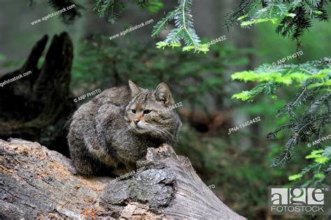 Wildcat Felis Silvestris Bavarian Forest National Park Stock Photo
