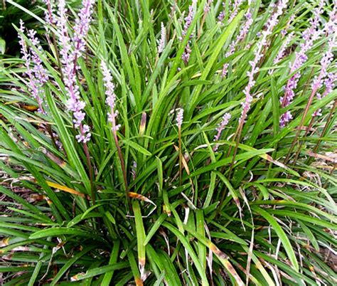 Monkey Grass Liriope Muscari Seeds