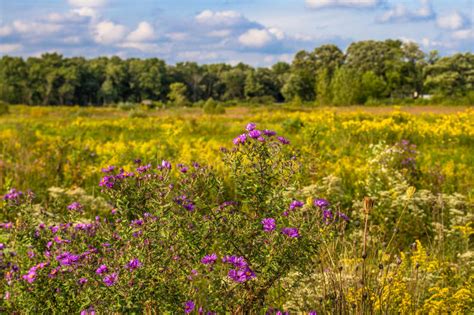 Flowering Prairie At Middlefork Savanna Lake County Illinois Usa