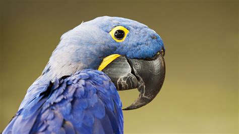 Closeup View Of Yellow Black Eyes Sharp Beak Blue Parrot Bird Hd Birds