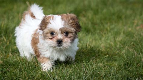 Maybe you would like to learn more about one of these? Shih Tzu - Puppies for Sale NYC | Central Park Puppies