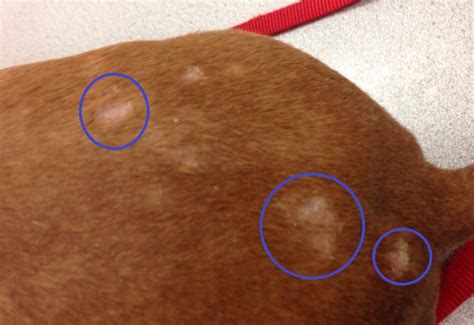 Bald Spots On Dog Tail Leg Back 9 Causes And Treatment