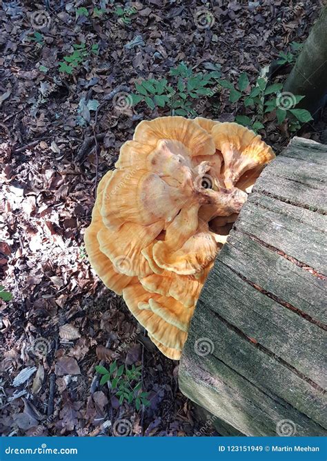 Honey Fungus On Felled Tree Stock Image Image Of Summer Unsafe