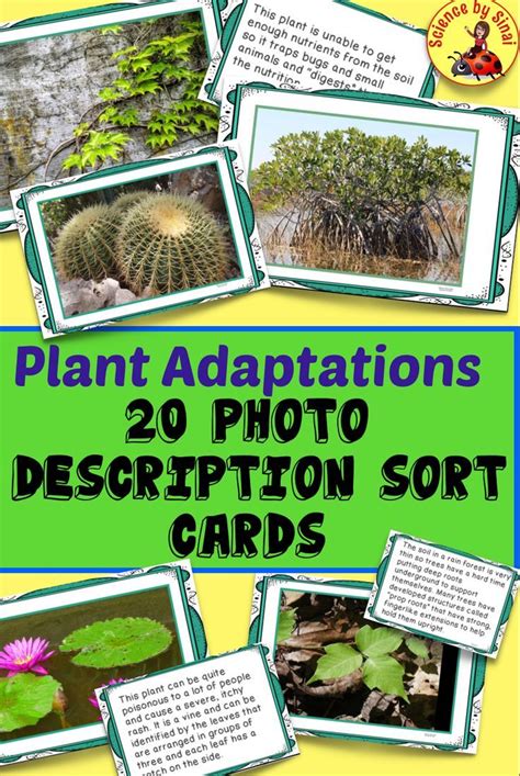 Plant Adaptations 20 Photo And Matching Description Sort Task Cards