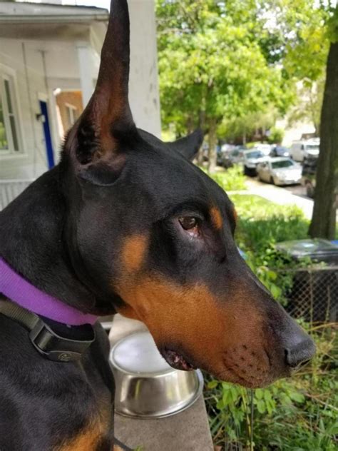 It Has Been A While Doberman Forum Doberman Breed Dog Forums