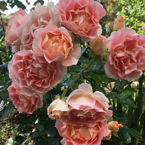 Rosa Peach Profusion Rose Peach Profusion In Gardentags Plant