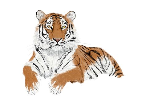 Tiger Illustration Etsy Uk