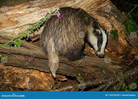Adult Badger Meles Meles Foraging On A Log In A Uk Forest Stock Photo