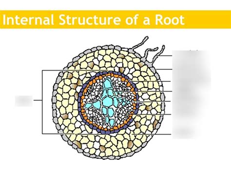 Transport In Plants Root Structure Diagram Quizlet
