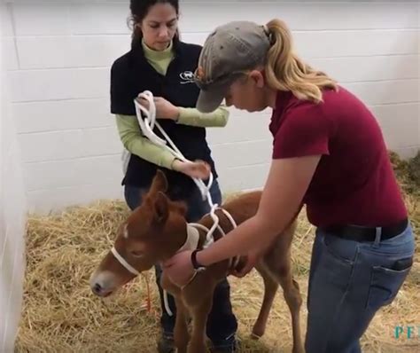 Madigan Squeeze Technique Helps ‘dummy Foals Horse Nation