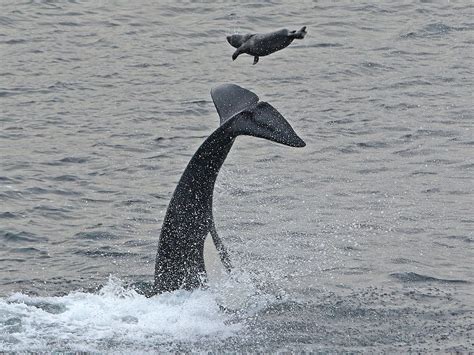 Orcas Put On A Fine Show Off Levenwick The Shetland