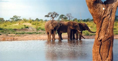 Blood Ivory Poachers Use Poison To Slaughter Elephants In Africa The
